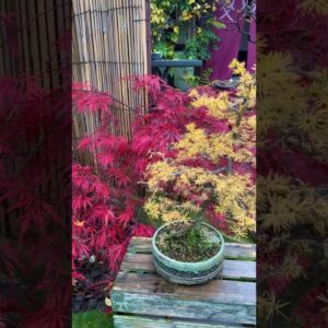 Bonsai: Insane Autumn Colours