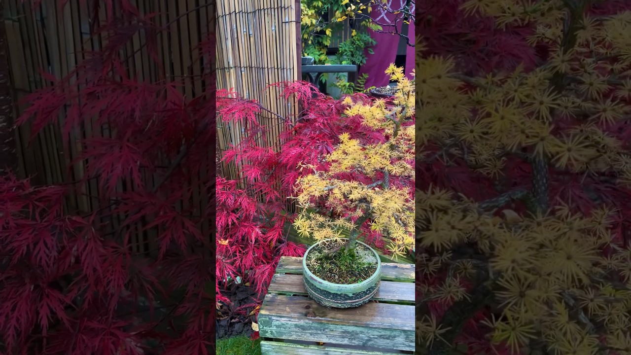 Bonsai: Insane Autumn Colours