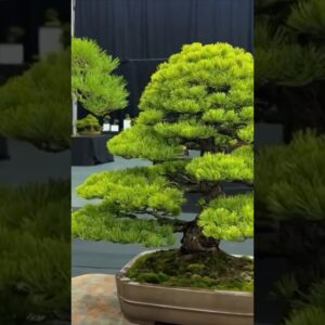 Bonsai Show LIVE 2024 (in 60 seconds)