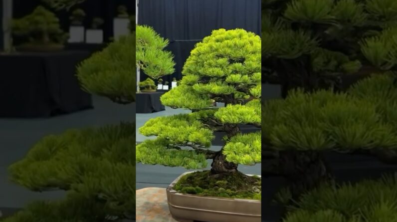 Bonsai Show LIVE 2024 (in 60 seconds)