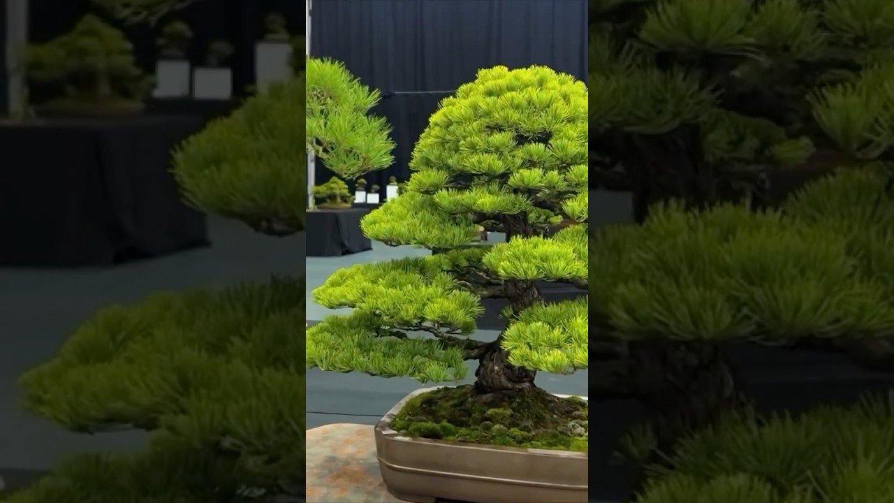 Bonsai Show LIVE 2024 (in 60 seconds)