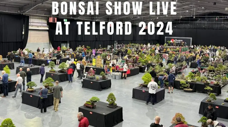 Bonsai Show Live at Telford 2024