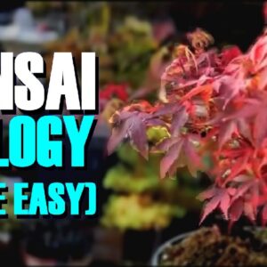 Bonsai Tree Biology (*Made Simple*)🌳🌳🌳