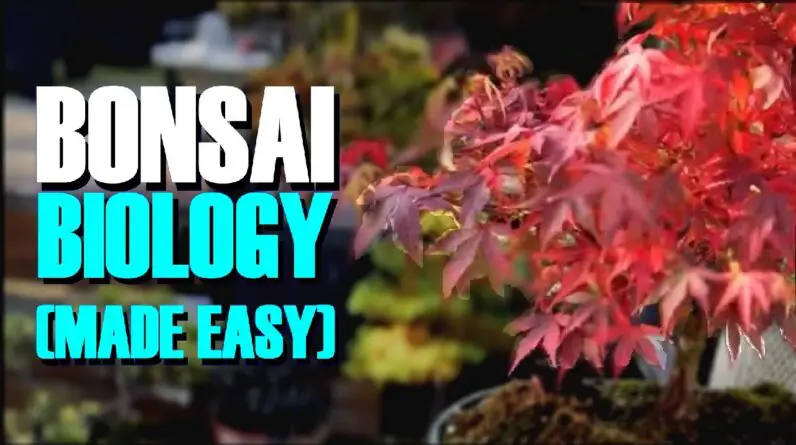 Bonsai Tree Biology (*Made Simple*)🌳🌳🌳