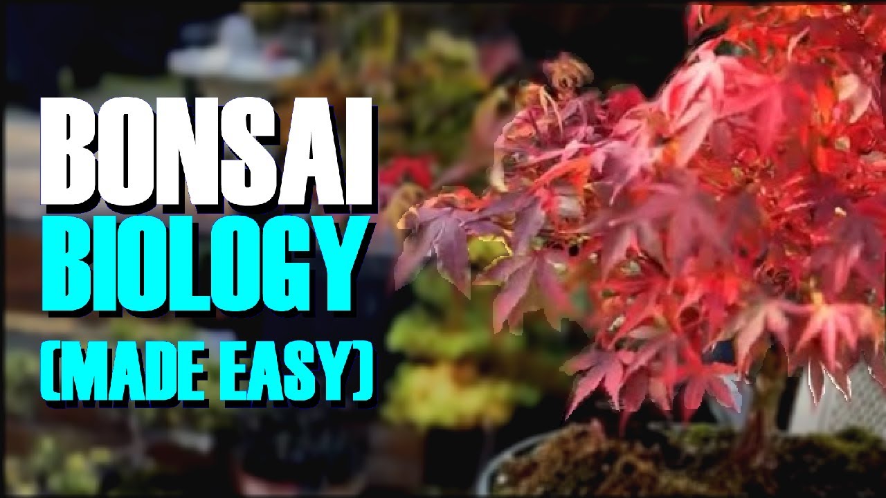 Bonsai Tree Biology (*Made Simple*)🌳🌳🌳