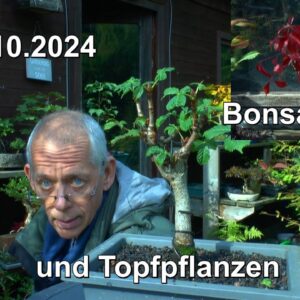 Bonsai und Garten Aktuelle Lage und neue Pflanzen