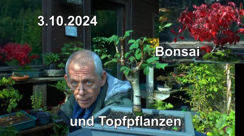 Bonsai und Garten Aktuelle Lage und neue Pflanzen