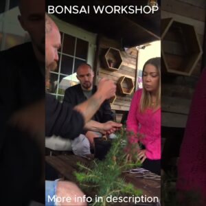 Bonsai Workshops Available  #bonsai