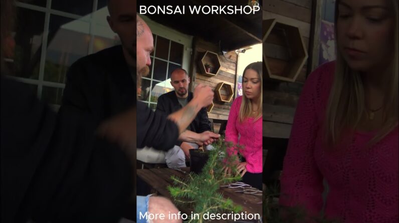 Bonsai Workshops Available  #bonsai