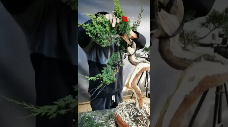 Artistic bonsai pruning techniques! #102 #lovebonsai #bonsai #bonsaiart #bonsaitree