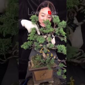 Artistic bonsai pruning techniques! #103 #lovebonsai #bonsai #bonsaiart #bonsaitree