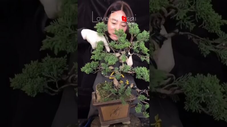 Artistic bonsai pruning techniques! #103 #lovebonsai #bonsai #bonsaiart #bonsaitree