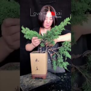 Artistic bonsai pruning techniques! #104 #lovebonsai #bonsai #bonsaiart #bonsaitree