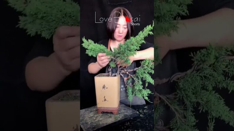 Artistic bonsai pruning techniques! #104 #lovebonsai #bonsai #bonsaiart #bonsaitree