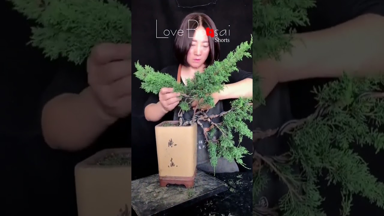 Artistic bonsai pruning techniques! #104 #lovebonsai #bonsai #bonsaiart #bonsaitree