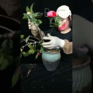 Artistic bonsai pruning techniques! #106 #lovebonsai #bonsai #bonsaiart #bonsaitree