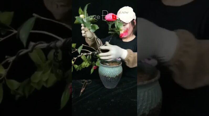 Artistic bonsai pruning techniques! #106 #lovebonsai #bonsai #bonsaiart #bonsaitree