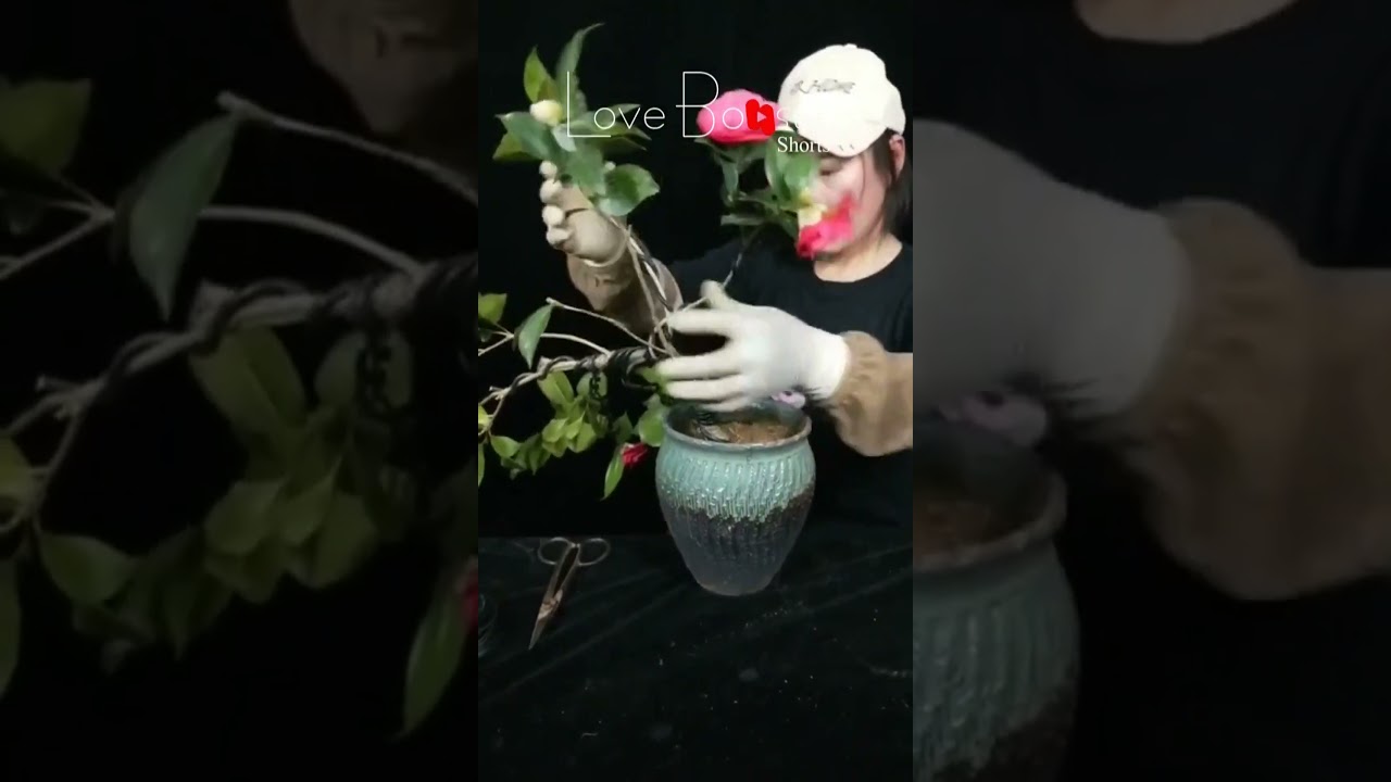 Artistic bonsai pruning techniques! #106 #lovebonsai #bonsai #bonsaiart #bonsaitree