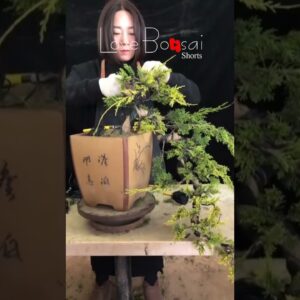 Artistic bonsai pruning techniques! #107 #lovebonsai #bonsai #bonsaiart #bonsaitree