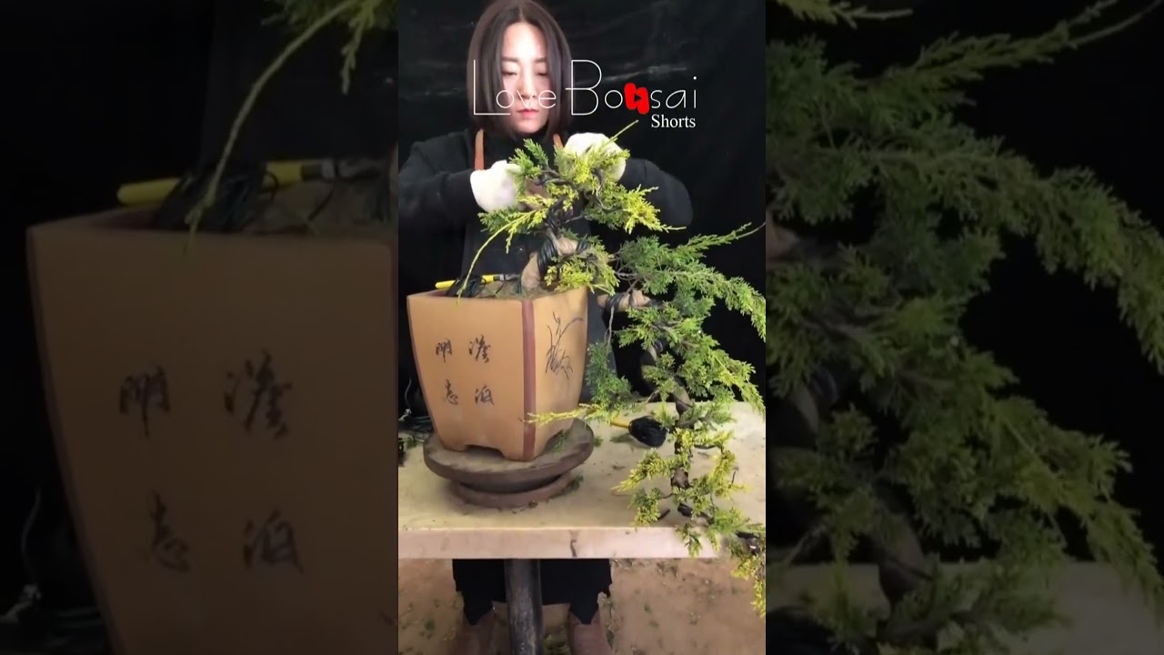 Artistic bonsai pruning techniques! #107 #lovebonsai #bonsai #bonsaiart #bonsaitree