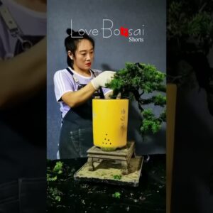 Artistic bonsai pruning techniques! #109 #lovebonsai #bonsai #bonsaiart #bonsaitree