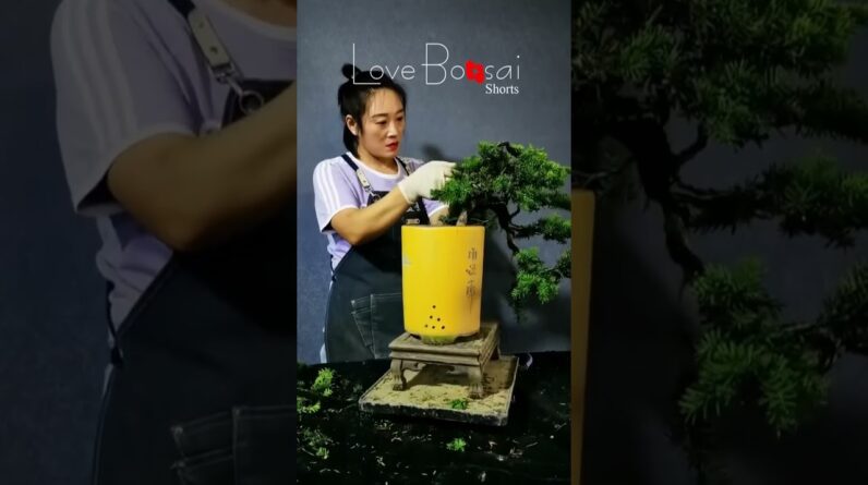 Artistic bonsai pruning techniques! #109 #lovebonsai #bonsai #bonsaiart #bonsaitree