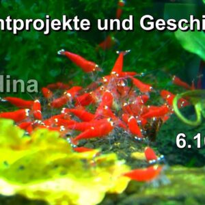 Caridina Zuchtprojekte und Geschichten mit den Zwerggarnelen in der Zucht zu neuen Varianten Garnele