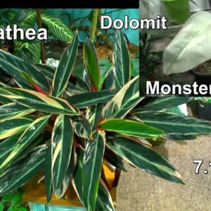 Calathea und wie sie jetzt Wachsen mit interessanten Einblicken im Dschungel Monstera Dolomit Check