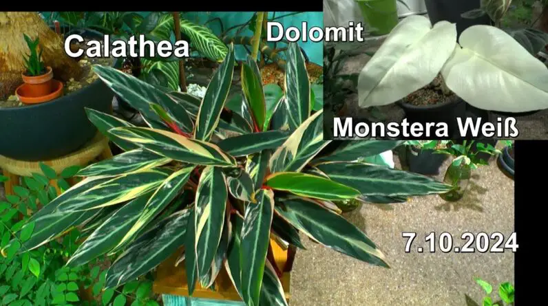 Calathea und wie sie jetzt Wachsen mit interessanten Einblicken im Dschungel Monstera Dolomit Check