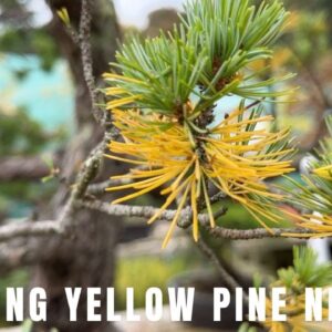 Cleaning Pine needles