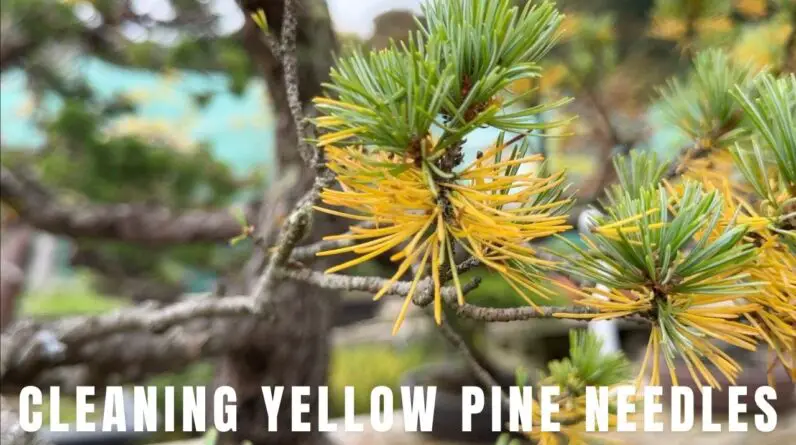 Cleaning Pine needles