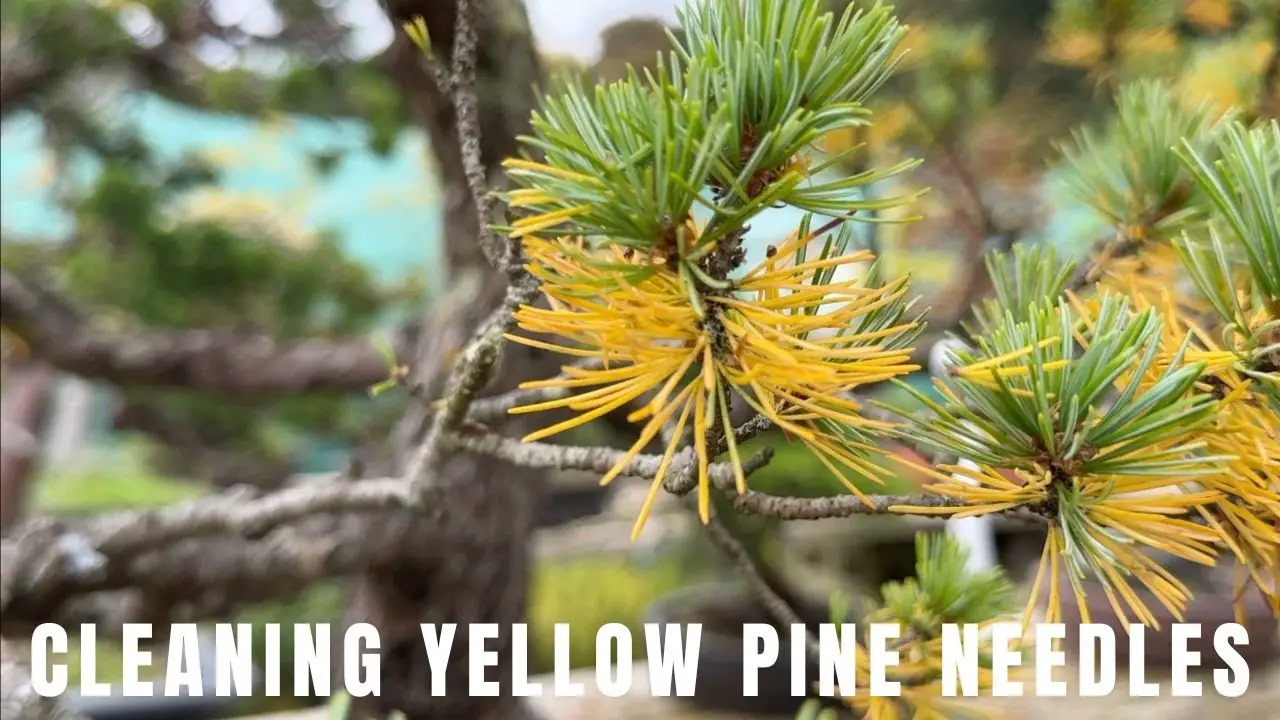 Cleaning Pine needles