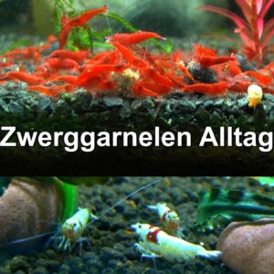 Zucht Garnelen Neocaridina und Caridina Geschichten aus dem Alltag eines Züchters mit Zwerggarnelen