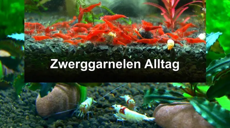 Zucht Garnelen Neocaridina und Caridina Geschichten aus dem Alltag eines Züchters mit Zwerggarnelen