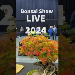 Display Trees @Bonsai Show LIVE 2024