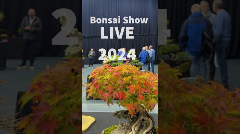 Display Trees @Bonsai Show LIVE 2024