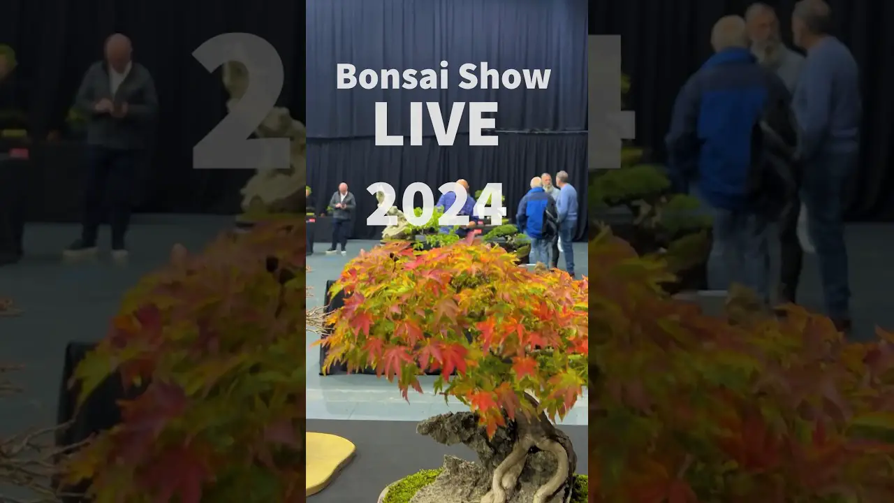 Display Trees @Bonsai Show LIVE 2024