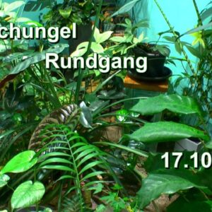 Dschungel Zimmerpflanzen Rundgang