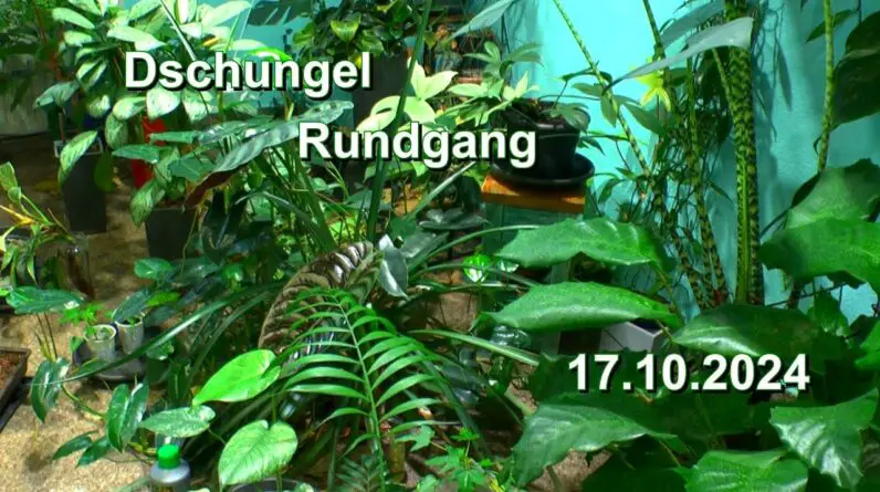 Dschungel Zimmerpflanzen Rundgang