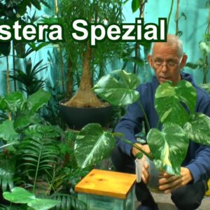 Monstera Gießen, Düngen, Vermehren Spezial mit ungewöhnlichen Methoden in der Pflanzenpflege