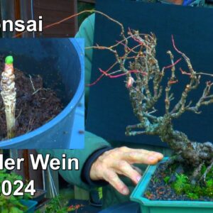 Bonsai Wilder Wein und wilder Wein begutachten und Informationen auch zu den Moosen auf dem Stein