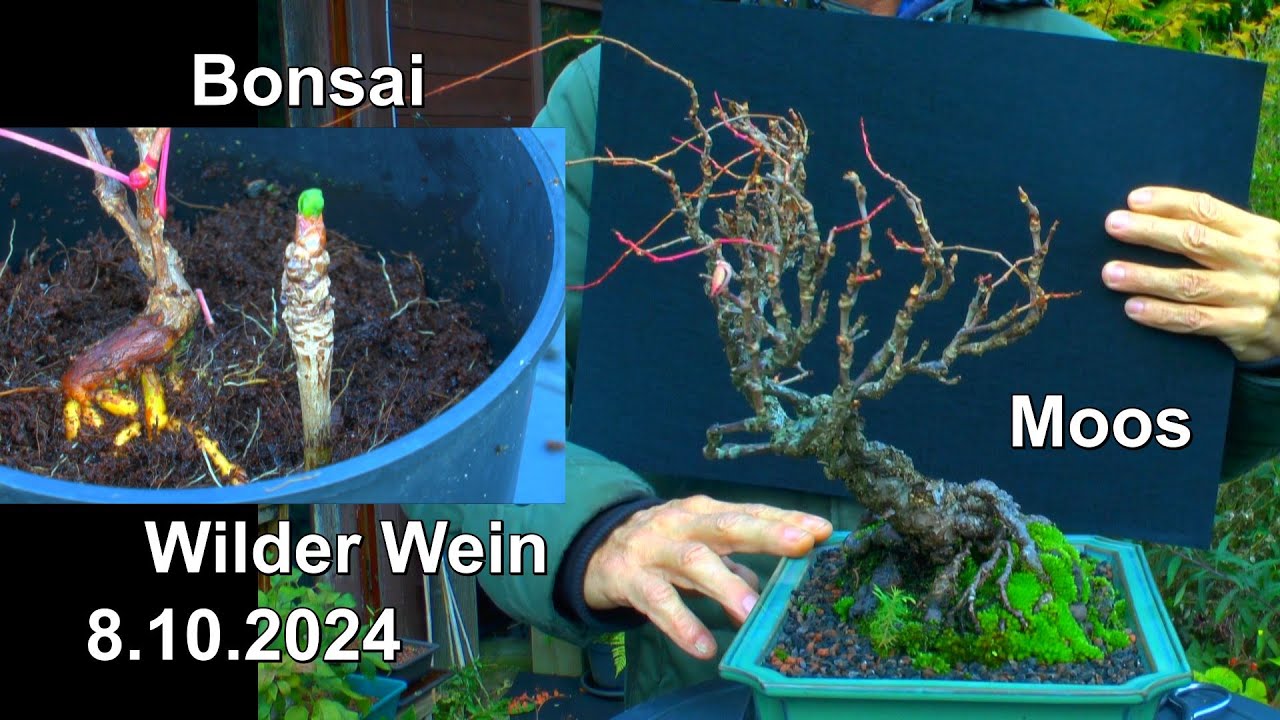 Bonsai Wilder Wein und wilder Wein begutachten und Informationen auch zu den Moosen auf dem Stein