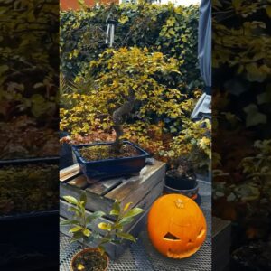 Fall Colors on my Chinese Elm Bonsai #bonsai #bonsaitrees #bonsaicare