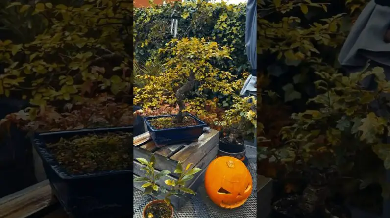 Fall Colors on my Chinese Elm Bonsai #bonsai #bonsaitrees #bonsaicare