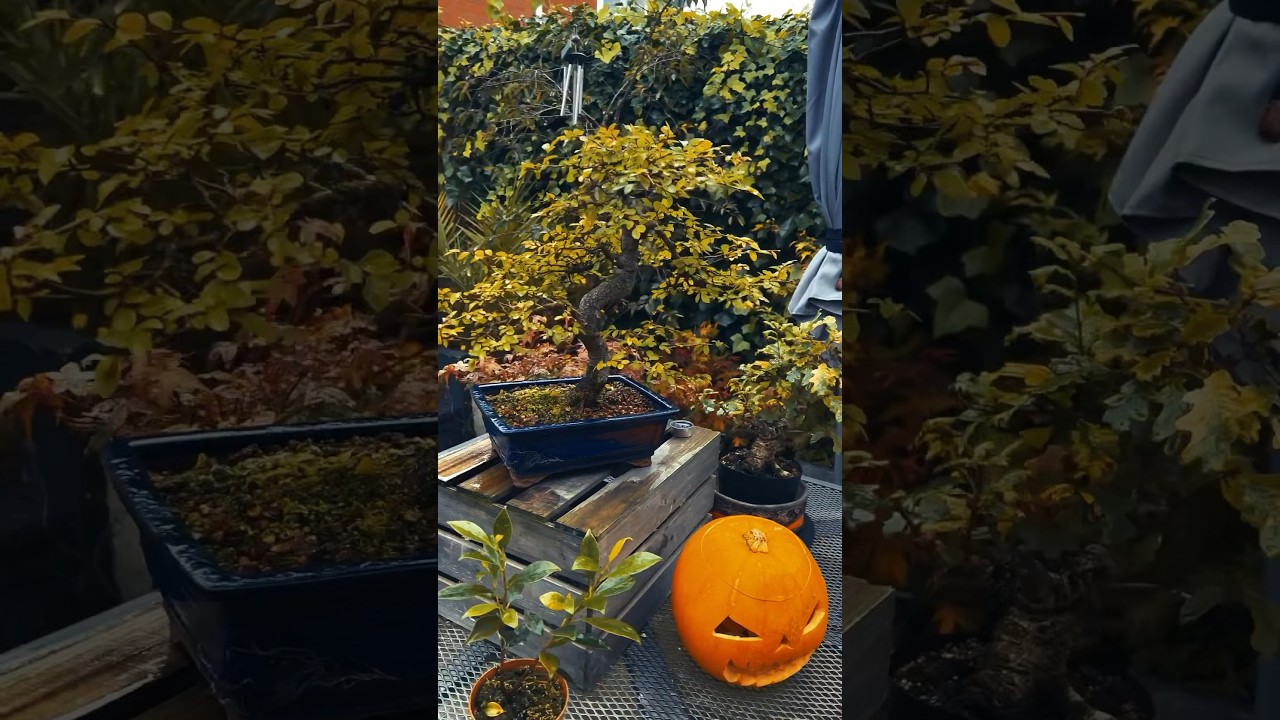 Fall Colors on my Chinese Elm Bonsai #bonsai #bonsaitrees #bonsaicare