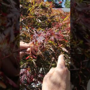 16 feet wide maple 2 month update #shorts #bonsai #penjing #maple #niwaki #acer