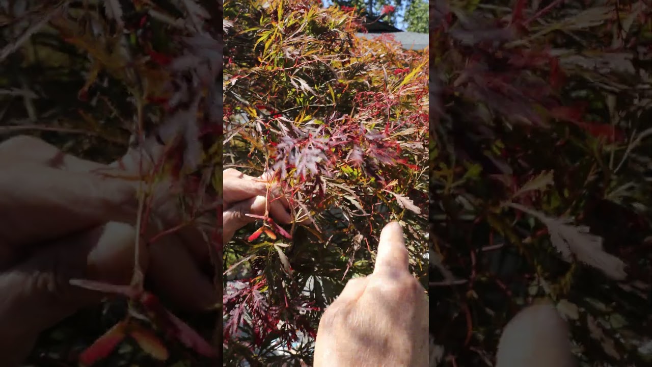 16 feet wide maple 2 month update #shorts #bonsai #penjing #maple #niwaki #acer