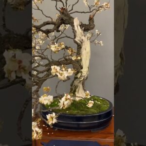 Flowering Bonsai trees #bonsai #flowers