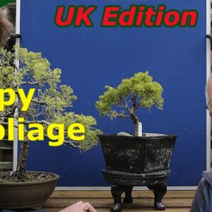 Juniper Bonsai Foliage: Floppy to Compact with @XaviersBonsaiRetreat  [a fun time was had]