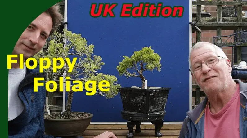 Juniper Bonsai Foliage: Floppy to Compact with @XaviersBonsaiRetreat  [a fun time was had]